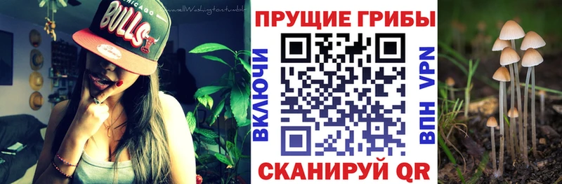 хочу   Лосино-Петровский  Псилоцибиновые грибы ЛСД 